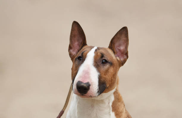 Young pureblood bullterrier dog, head portrait