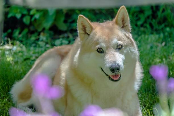 istock Fluffy dog in a garden with purple flowers. 2201719771
