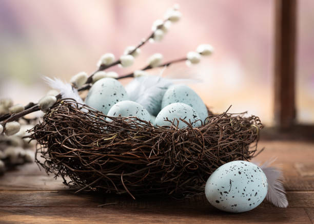 istock Speckled eggs in a nest and pussy willow branches 2201720412