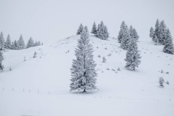 Photo Of Snow Covered Trees On Velika Planina