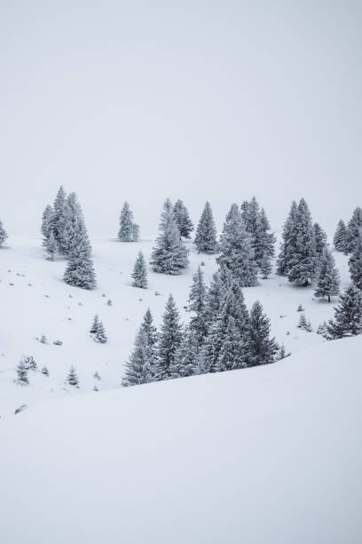 istock Photo Of Snow Covered Trees On Velika Planina 2201723884