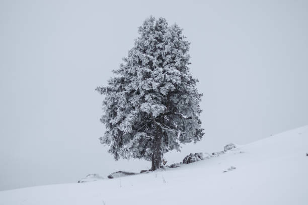 Photo Of Snow Covered Trees On Velika Planina
