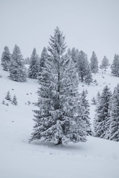 Photo Of Snow Covered Trees On Velika Planina