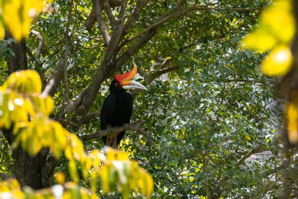istock Rhinoceros hornbill Perching on a Tree in Malaysia 2201726545