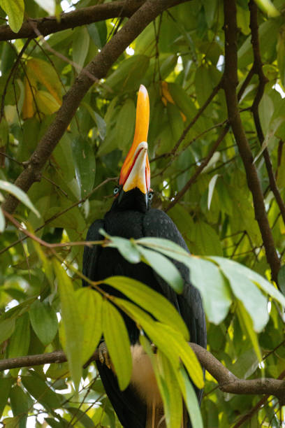 istock Rhinoceros hornbill Perching on a Tree in Malaysia 2201726566