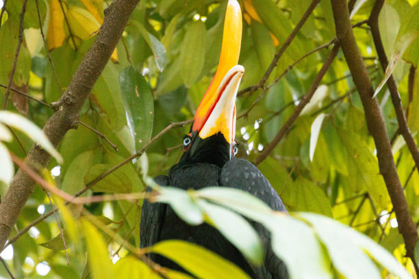 istock Close Up of a Rhinoceros hornbill Perching on a Tree in Malaysia 2201726575