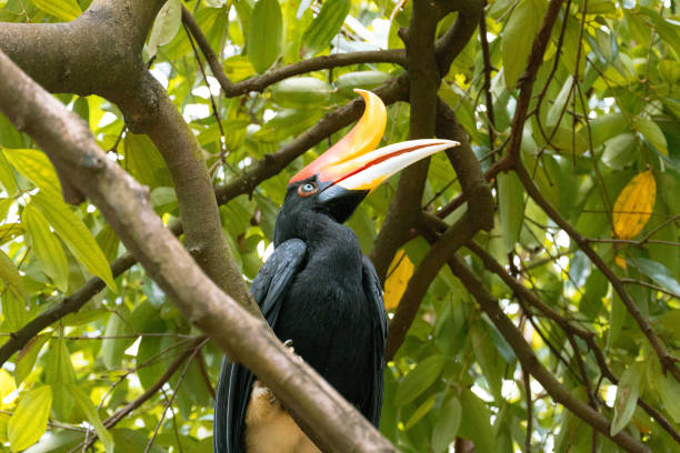 istock Close Up of a Rhinoceros hornbill Perching on a Tree in Malaysia 2201726583