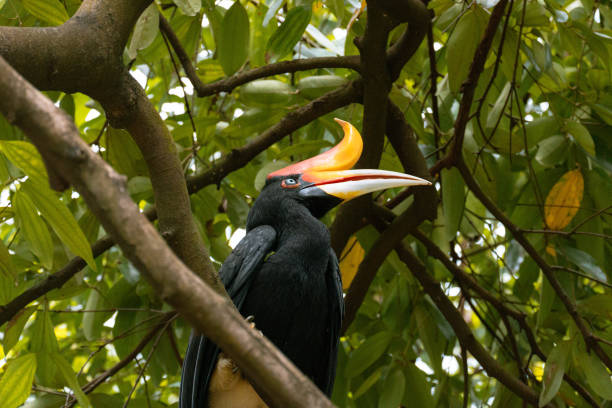 istock Close Up of a Rhinoceros hornbill Perching on a Tree in Malaysia 2201726587