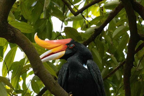 istock Close Up of a Rhinoceros hornbill Perching on a Tree in Malaysia 2201726606