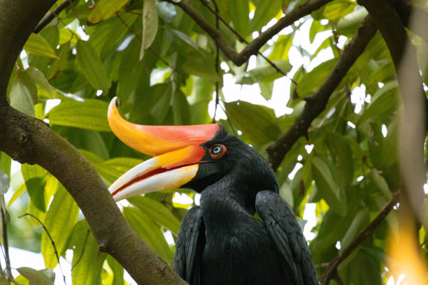 istock Close Up of a Rhinoceros hornbill Perching on a Tree in Malaysia 2201726610