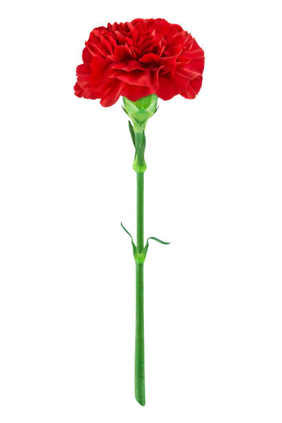 istock Red cloves flower isolated on white background 2201726641