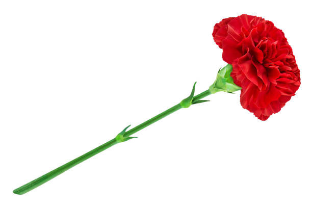istock Red cloves flower isolated on white background 2201726649