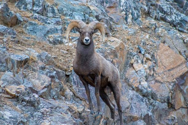 istock Male Bighorn Sheep 2201726685