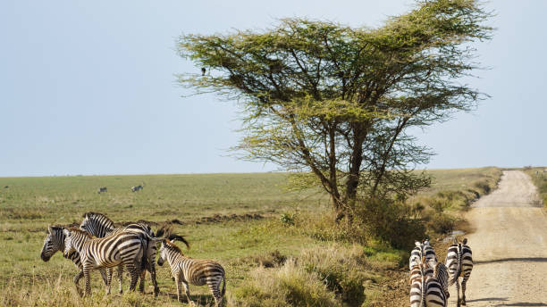 istock Zebras gracefully graze beneath a large tree in a beautifully serene landscape setting Serengeti Tanzania Africa 2201727638