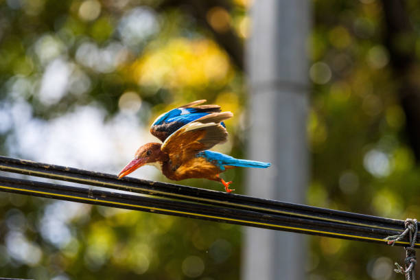 A vibrant kingfisher with blue-green back, orange chest, and bright orange beak sits on a bamboo stalk amid lush, blurred green vegetation. A lively wildlife close-up in a tranquil wetland setting.