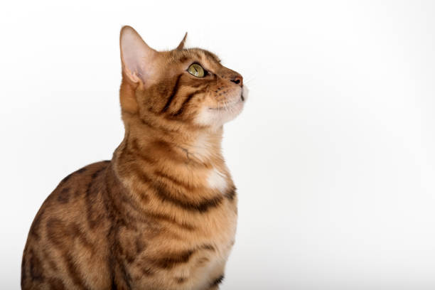 Studio portrait of young bengal cat looking away on white background. Side view. Isolated cat for advertising.