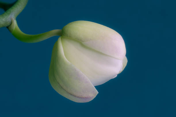 Orchid Flower