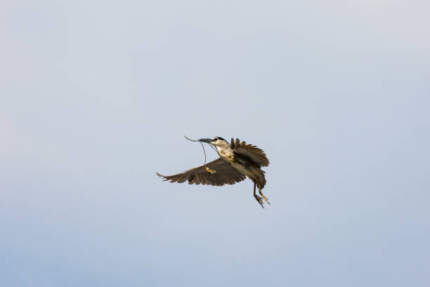 istock Black Crowned Night Heron bird flying with wings spread in Penang Malaysia 2201731431
