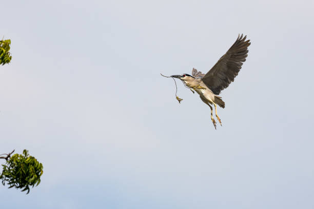 istock Black Crowned Night Heron bird flying with wings spread in Penang Malaysia 2201731445