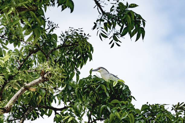 The black-crowned night heron [or black-capped night heron], commonly shortened to just night heron in Eurasia