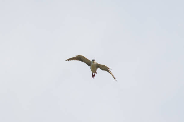 The black-crowned night heron [or black-capped night heron], commonly shortened to just night heron in Eurasia