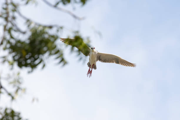 The black-crowned night heron [or black-capped night heron], commonly shortened to just night heron in Eurasia