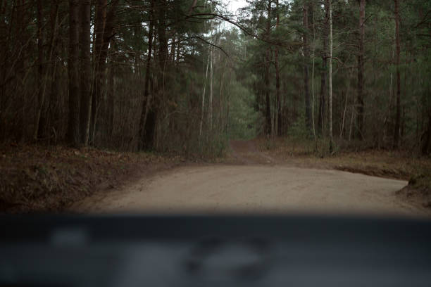 Serene Dirt Path in Dense Forest Landscape with Lush Greenery and Rustic Nature Vibes, Inviting a Peaceful Exploration and Natural Escape from Urban Life
