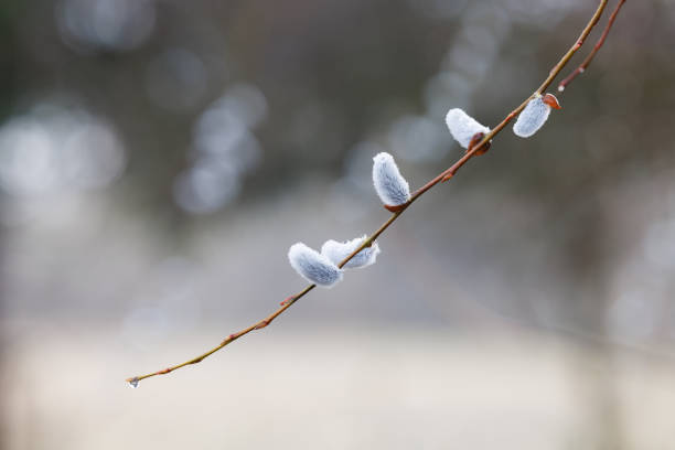 pussy willows on branch , blurred background , springtime image