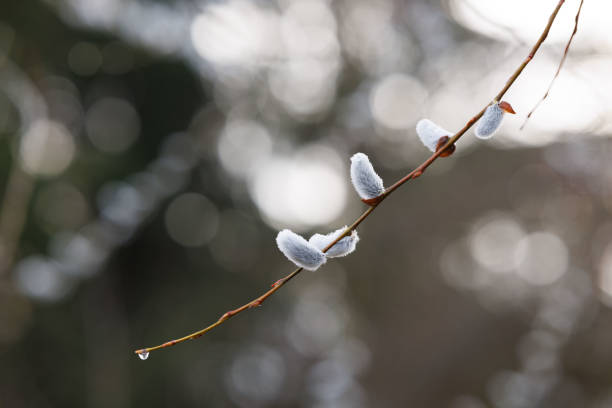 pussy willows on branch , blurred background , springtime image
