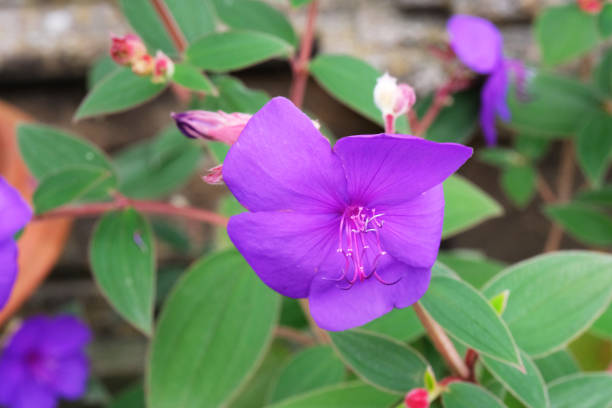 istock Flowering Tibouchina Urvilleana 2201736712