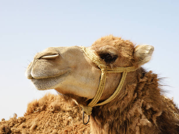 Wild camel walking in the desert. Green Oasis on the horizon. Intended Vignetting. Oman Desert, Middle East.