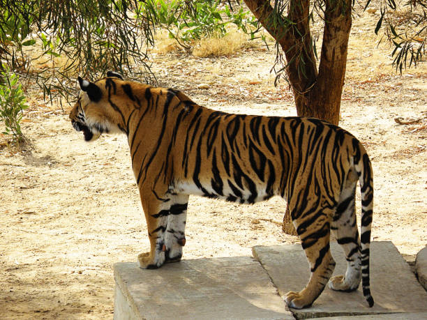 Detail of tiger in the shade under dry palm leaves, tiger resting.