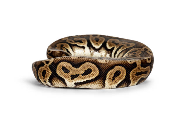 Coiled Ball Python Reference Photo 380+ Ball Python Coiled Up Stock Photos, Pictures & Royalty-Free Images ...