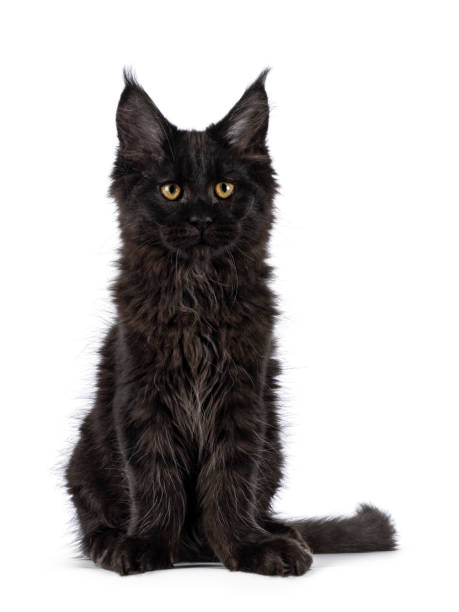 istock Maine Coon cat kitten on white background 2201739133