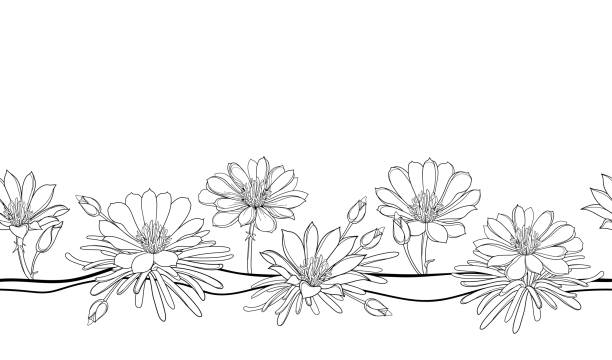 Bitterroot Flower Pattern 30+ Bitterroot Stock Illustrations, Royalty-Free Vector Graphics & Clip ...