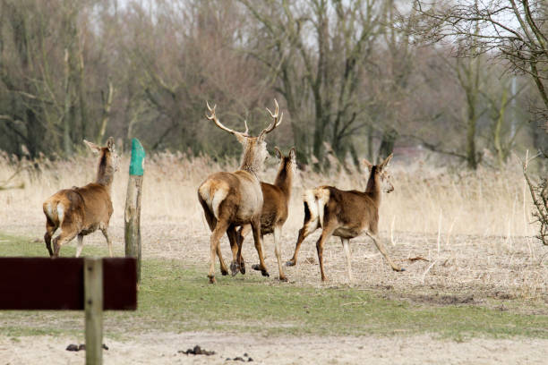 Three female red deer and a male animal in winter coat walk away hidden between withered trees in a winter landscape