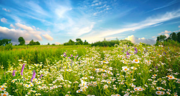 istock Beautiful background image of a meadow with wild flowers on a summer evening. 2201743200