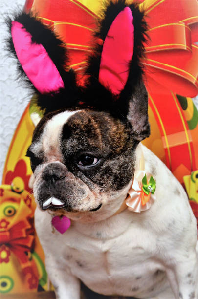 istock Thoughtful French Bulldog (Canis lupus familiaris) dressed as a bunny with teeth for dog Easter 2201747018