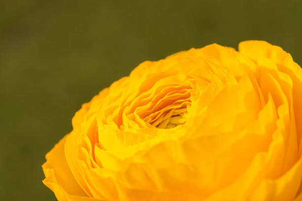 Yellow ranunculus flower close-up with delicate layered petals