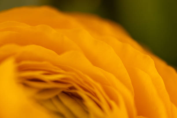 Yellow ranunculus flower in soft focus macro shot
