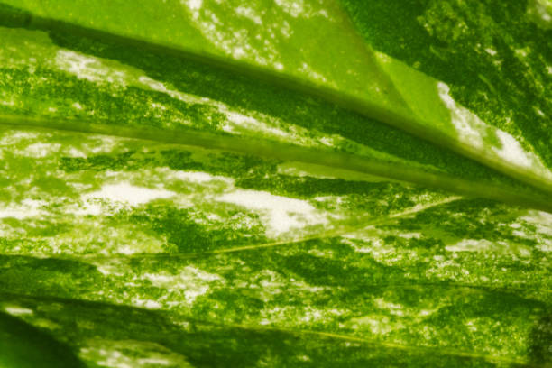 Macro shot of vibrant green variegated leaf with intricate texture and natural patterns