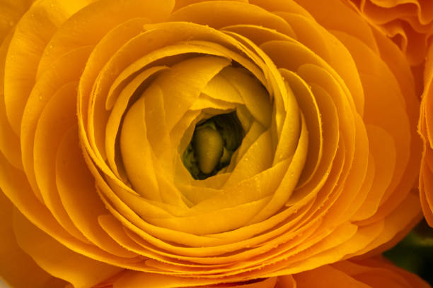 Yellow ranunculus flower in full bloom with delicate layered petals