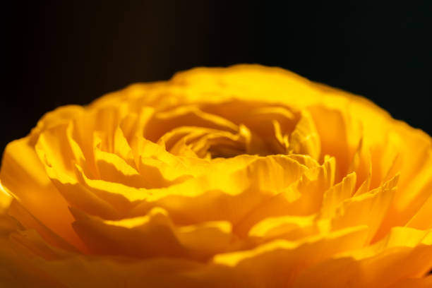 Yellow ranunculus flower in sunlight with delicate layered petals