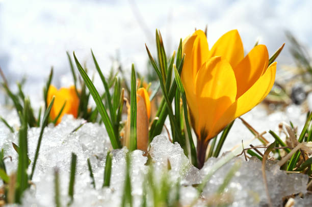 snowman in snowy spring garden