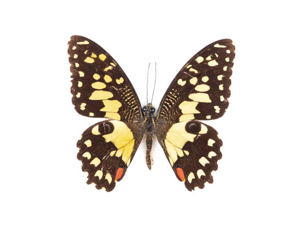 istock natural butterfly from collection isolated on white background 2201750664