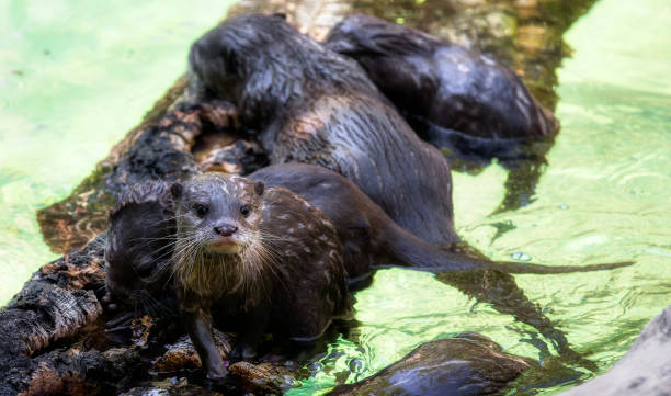 istock A Cute Otter Stepping Out of the Water 2201752453
