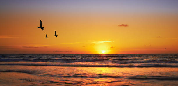 istock Birds flying over a tranquil ocean under a vibrant orange and yellow sunset 2201752737