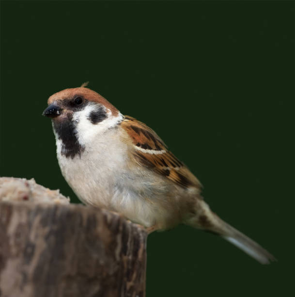 A Eurasian tree sparrow perched on a cylindrical wooden post against a blurry green backdrop. The bird's detailed feather textures and natural coloration are beautifully accentuated, making it a captivating wildlife portrait.