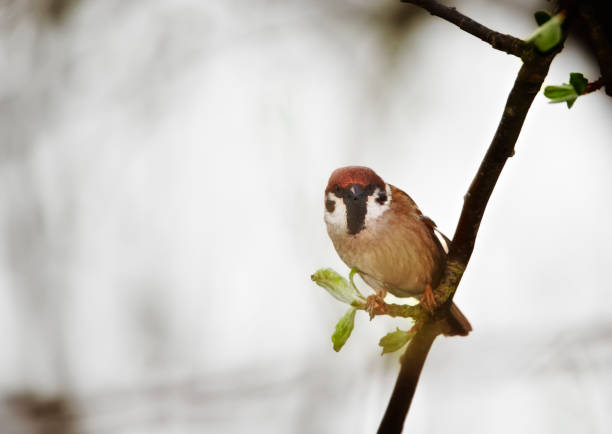 Detailed image of a sparrow perched upon a budding branch amidst a blurred background, evoking a serene and delicate atmosphere of refreshing springtime tranquility.