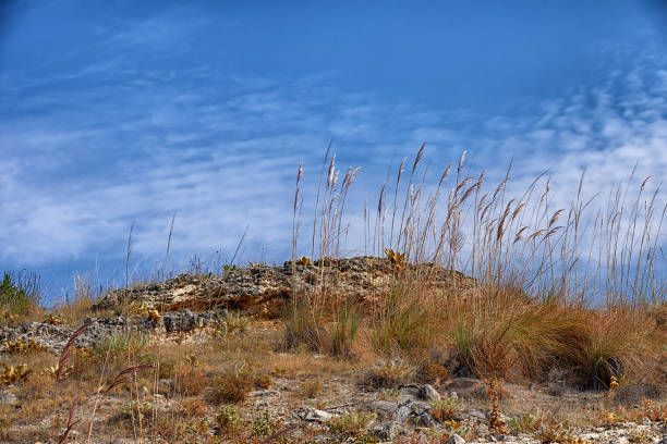 A beautiful view of dry grass and small shrubs growing on a rocky hillside with a vivid blue sky. This scene depicts the arid natural landscape of Turkey.